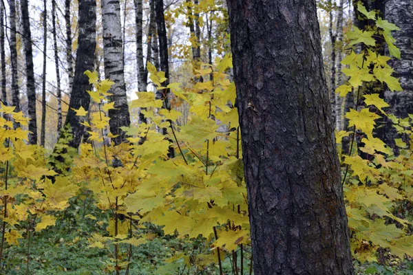 Outono, natureza, floresta de outono. Céu nublado. Folhas de outono douradas . — Fotografia de Stock