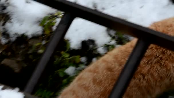 Frühling. Schneeschmelze. Katzen im März spazieren im Schnee. Spuren im Schnee. Geschmolzener Schnee auf der Straße in der Nähe des Hauses. Das erste grüne Gras unter dem Schnee. — Stockvideo