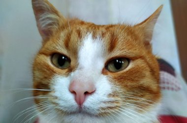 Kedi yüzünü kapat. Kırmızı çizgili kedi yavrusu doğrudan kameraya bakıyor. Kocaman gözleri olan sevimli bir hayvan. Yerli kızıl kırmızı kedi portresi.