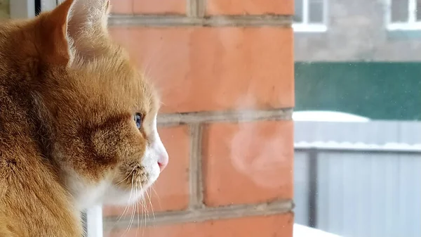 Red Cat Looks Out Window Street Kitten Sits Windowsill Looks — Stock Photo, Image