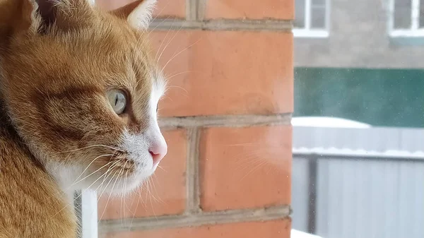 一只红猫正透过窗户向街上望去 一只小猫坐在窗台上 望着窗外的大自然 这只胖胖的猫倒映在窗玻璃上 — 图库照片