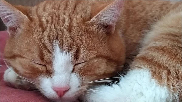 Close Red Cat Sleeps Windowsill Beautiful Cat Face Striped Young — Stock Photo, Image