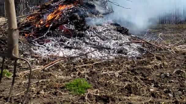Na zahradě hoří tráva. Sklizeň v zahradě. Oheň s odpadem. Spalování odpadků v oblasti. — Stock video