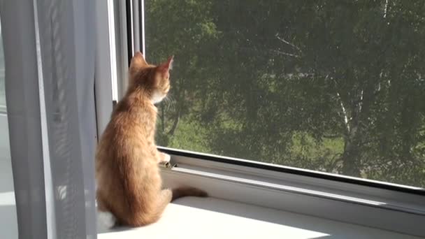 A red kitten sits on a windowsill and looks out the window. The little cat breathes fresh air. — Stock Video