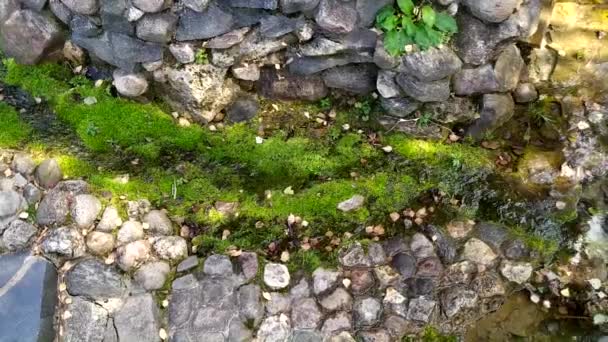 Landscaping of the site. Moss and grass near the stream. Clear water, reflection. — Stock Video
