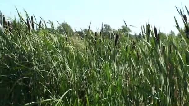 Gęstwiny trzciny. Zarośnięty staw. Trzciny. Trawa na brzegu stawu. — Wideo stockowe