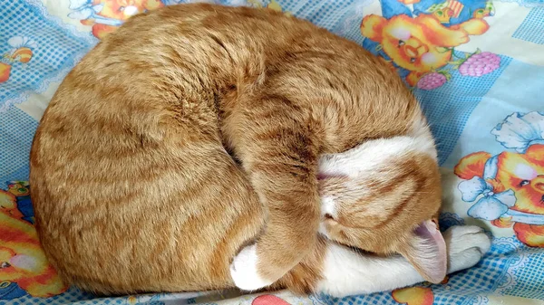 猫は丸まっている 赤い子猫のクローズアップ 毛皮の動物がベッドの上で休んでいる タビー猫は鼻を隠す — ストック写真
