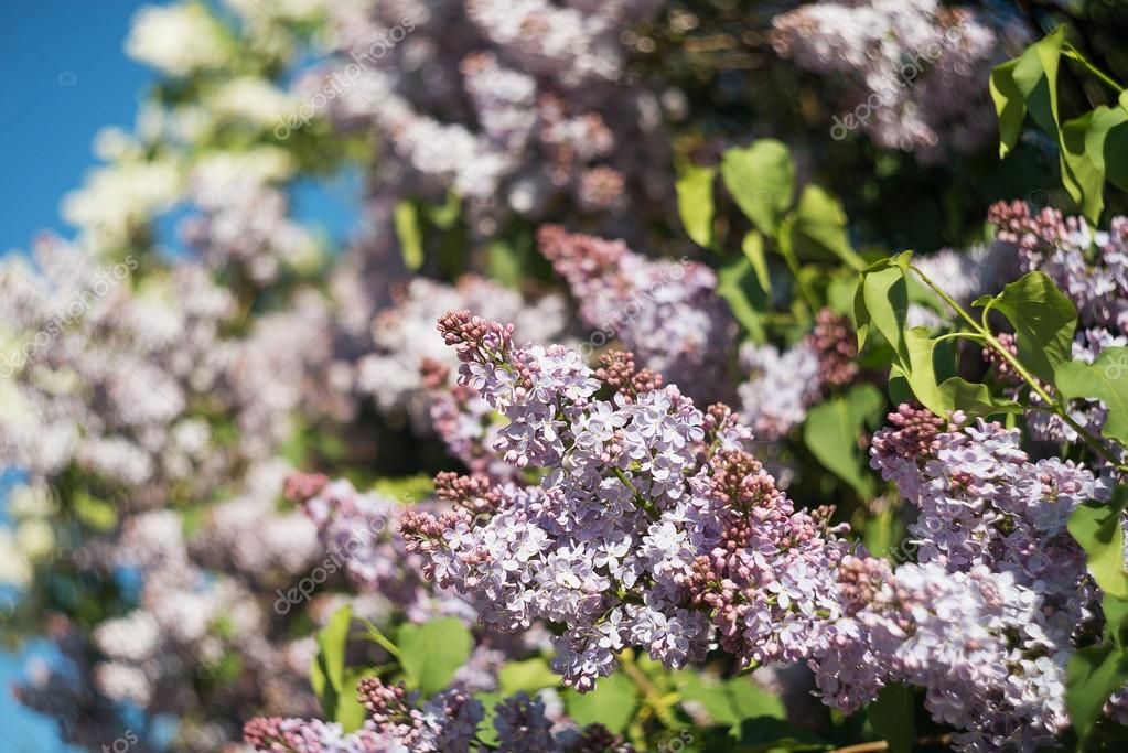Arbre De Fleurs Lilas En Jardin Dété Photographie