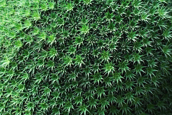 Green plants texture close up