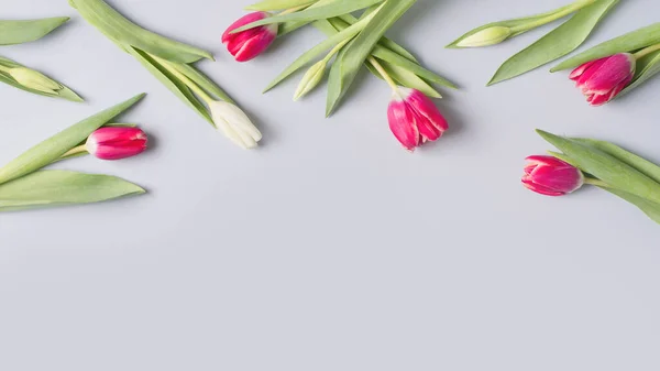 Tulips flat lay with pink and white flowrs on blue background. Top view, frame, pastel, copy space