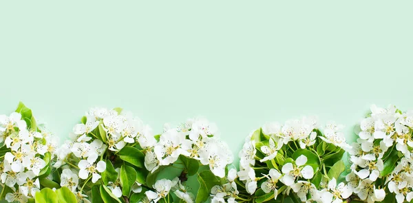 Apple flowers flat lay, summer and spring time creative pastel concept on green mint background, top view, copy space, banner