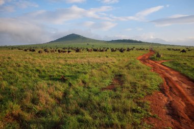 Kenya'da safari