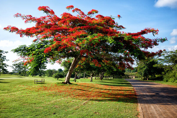 Golf Course in Kenya
