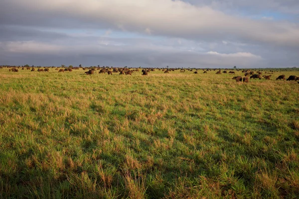 Safari in Kenia — Stockfoto