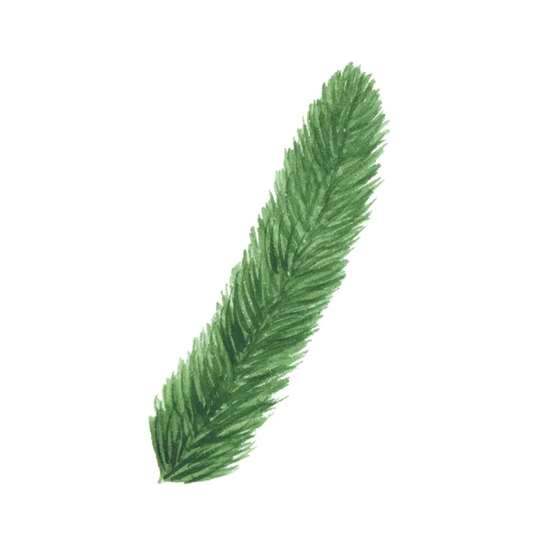 Watercolor spruce branch isolated on white background — Stock Photo, Image