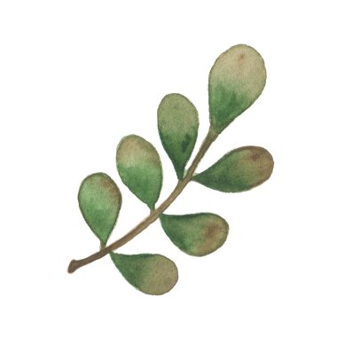 Beyaz arka plan üzerinde izole suluboya sonbahar yaprak