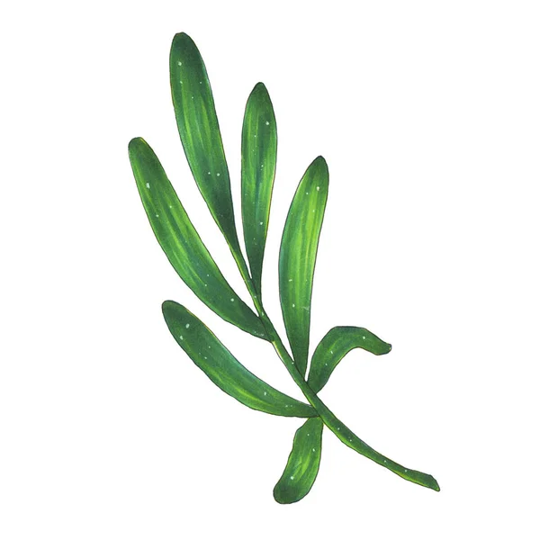 녹색 열 대 잎 마커 그림 — 스톡 사진