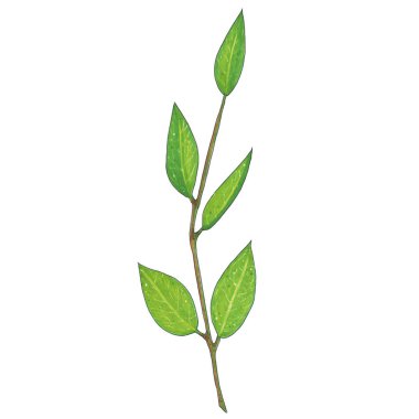 El işaretleri dal yeşil yaprakları ile ile boyalı