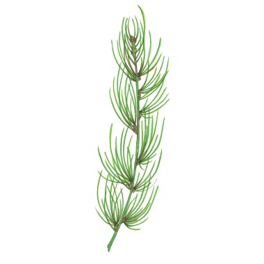 El işaretleri yeşil çam dalı ile boyalı