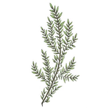 El işaretleri dal yeşil yaprakları ile ile boyalı