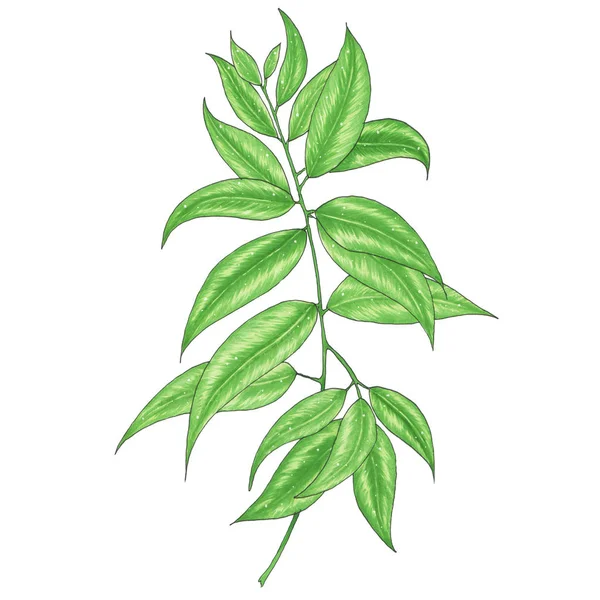 손으로 그린 녹색 잎 마커 나뭇가지 — 스톡 사진