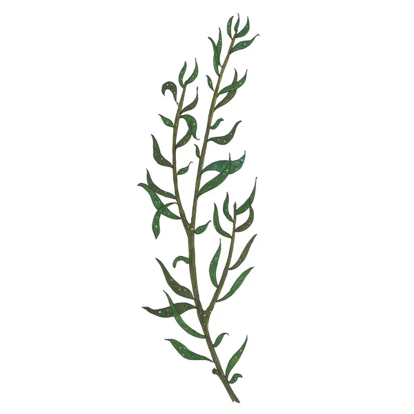 Ζωγραφισμένα στο χέρι με δείκτες κλαδί με πράσινα φύλλα — Φωτογραφία Αρχείου
