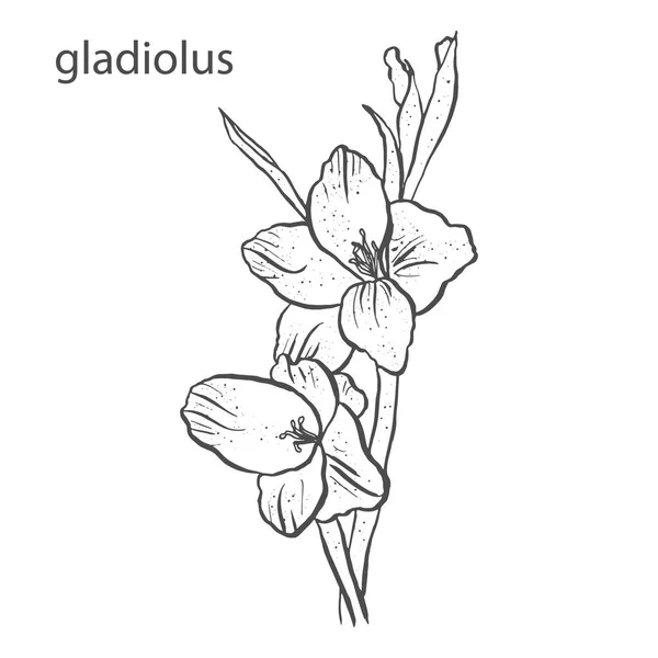 Gladiole fleur en style dessiné à la main isolé sur fond blanc — Image vectorielle