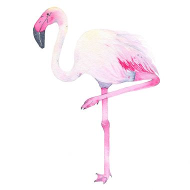 Suluboya el tropikal pembe flamingo üzerinde izole beyaz arka plan boyalı