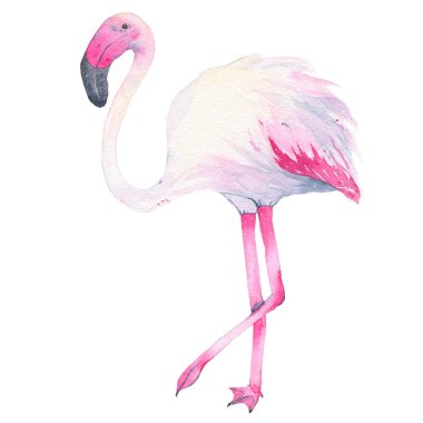 Suluboya el tropikal pembe flamingo üzerinde izole beyaz arka plan boyalı