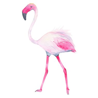 Suluboya el tropikal pembe flamingo üzerinde izole beyaz arka plan boyalı