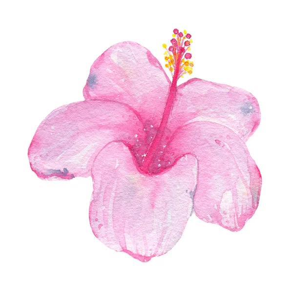 열 대 꽃 핑크 히 비 스커 스 흰색 배경에 고립 수채화 손으로 — 스톡 사진