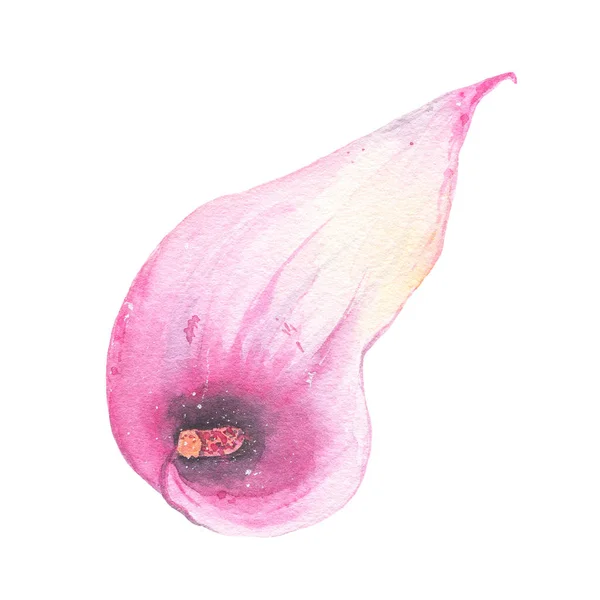 Акварель руки окрашены тропический цветок розовый калла лилия изолированы на белом фоне — стоковое фото