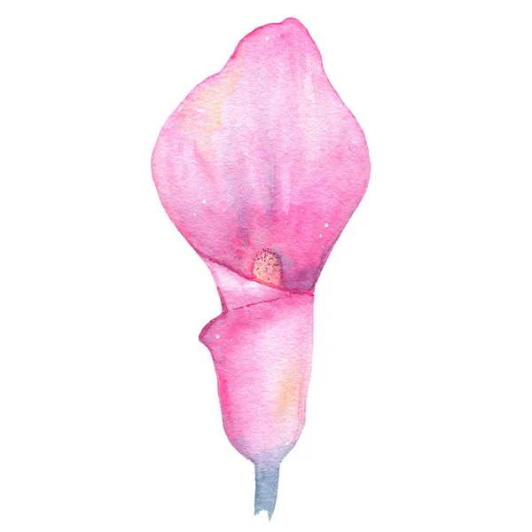 Aquarela pintado à mão flor tropical rosa calla lírio isolado no fundo branco — Fotografia de Stock