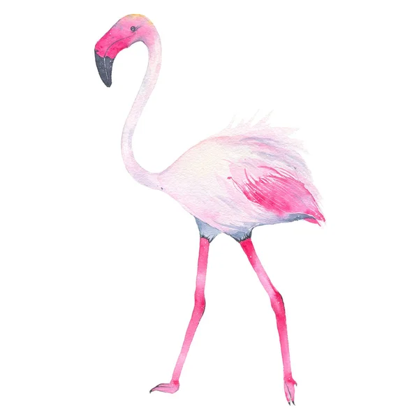 Suluboya el tropikal pembe flamingo üzerinde izole beyaz arka plan boyalı — Stok fotoğraf