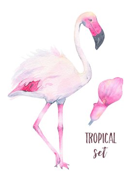 Beyaz arka plan üzerinde izole tropikal pembe flamingo ve calla lily çiçek suluboya el boyalı