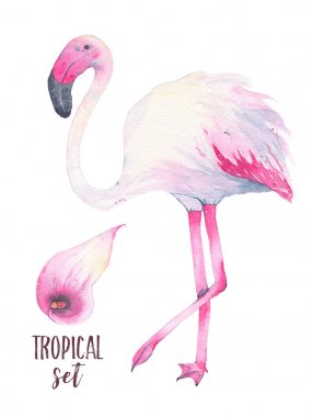 Beyaz arka plan üzerinde izole tropikal pembe flamingo ve calla lily çiçek suluboya el boyalı