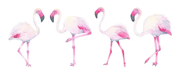 Aquarel handgeschilderde tropische roze flamingo geïsoleerd op witte achtergrond — Stockfoto