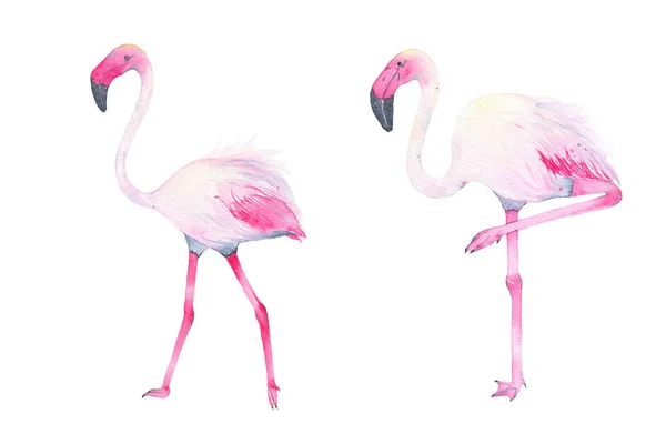 Akvarell, kézzel festett trópusi rózsaszín flamingó a elszigetelt fehér háttér — Stock Fotó