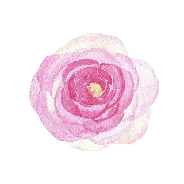 Aquarela pintado à mão flor rosa rosa isolado no fundo branco — Fotografia de Stock