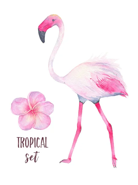 Acuarelă pictată manual flamingo tropical roz și floare frangipani izolată pe fundal alb — Fotografie, imagine de stoc