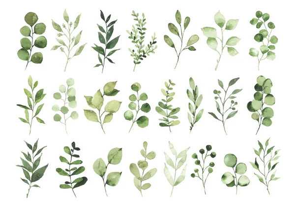 Kolekce Akvarel Zeleň Větev Listy Větvičky Květinové Rostliny Lesní Byliny — Stock fotografie