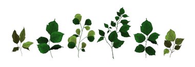 Yeşillik dallarının toplanması bitki ormanları otlar tropikal dallar suluboya tarzında bahar bitkileri bırakır. Düğün davetiyesi için vektör botanik resimleme