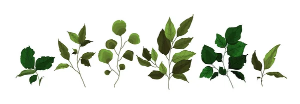 緑の枝のコレクションは 水彩画のスタイルで植物の森のハーブ熱帯小枝春の植物を残します 結婚式の招待状のためのベクトル植物装飾イラスト — ストックベクタ