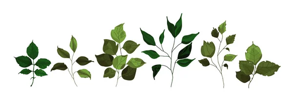 Колекція Зелених Гілок Листя Рослинних Лісових Трав Тропічні Гілки Весняної — стоковий вектор