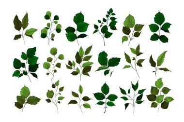 Yeşillik dallarının toplanması bitki ormanları otlar tropikal dallar suluboya tarzında bahar bitkileri bırakır. Düğün davetiyesi için vektör botanik resimleme