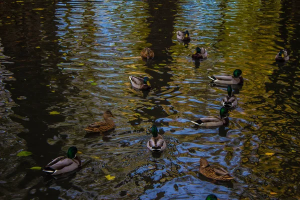 Patos Estanque Gran Paisaje Otoñal Olas Agua Contexto — Foto de Stock