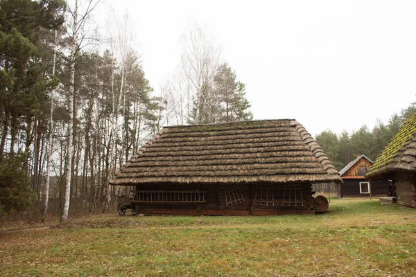 Листя Під Замерзлою Водою Прекрасна Абстракція Листя Абстракція Тло — стокове фото