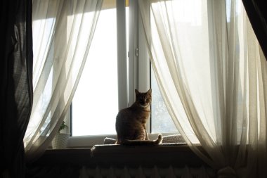 Kedi pencerede oturuyor. Şeffaf perdeli büyük pencere.