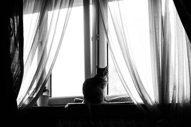 Kedi pencerede oturuyor. Şeffaf perdeli büyük pencere.
