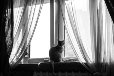 Kedi pencerede oturuyor. Şeffaf perdeli büyük pencere.